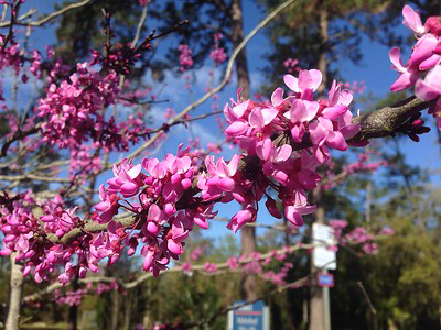 Eastern Redbud photo courtesy of UF/IFAS